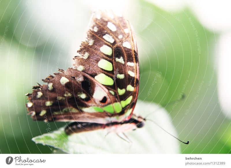 grün ja grün... Natur Pflanze Tier Frühling Sommer Schönes Wetter Baum Blatt Garten Park Wiese Wildtier Schmetterling Flügel 1 beobachten Erholung fliegen