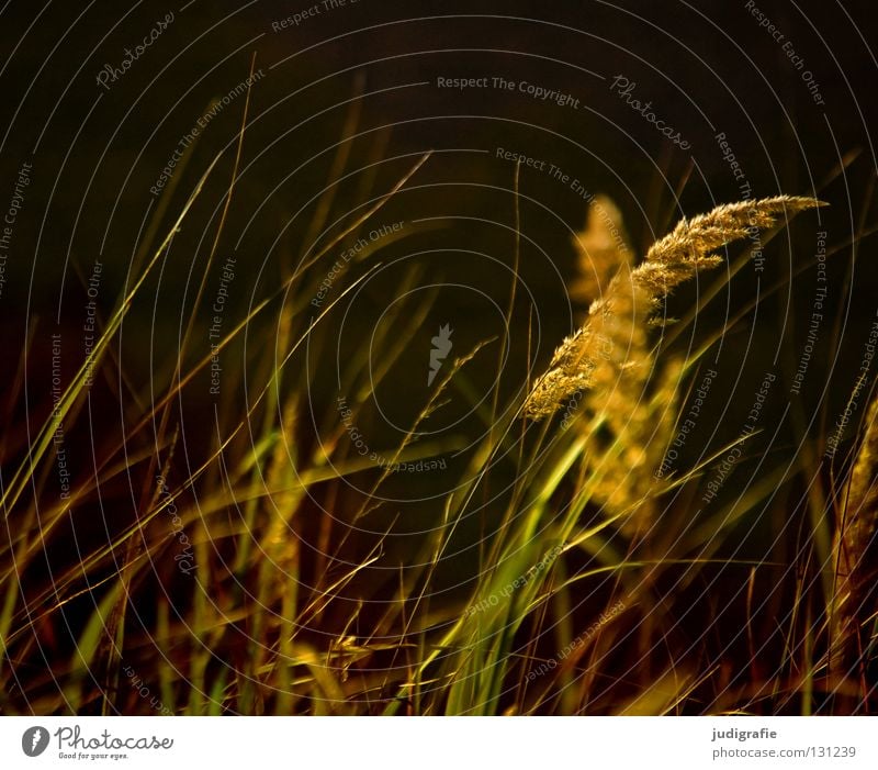 Gras grün Stengel Halm Ähren glänzend schön weich Rauschen Wiese zart beweglich sensibel federartig Pflanze Farbe Pollen rispe rispen flimmer Weide sanft