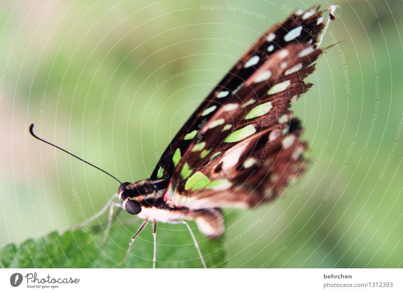 schmetterviech Natur Pflanze Tier Frühling Sommer Schönes Wetter Baum Blatt Garten Park Wiese Wildtier Schmetterling Tiergesicht Flügel 1 beobachten Erholung