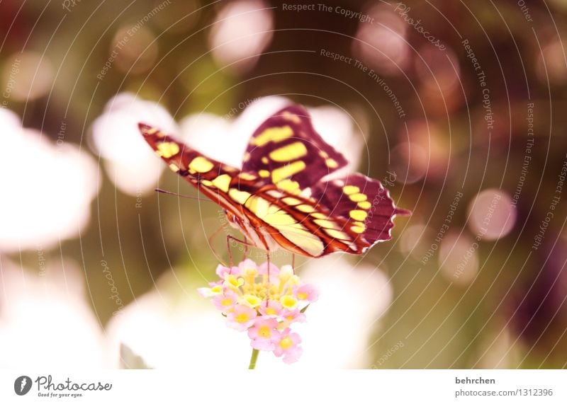 traumzauberland Natur Pflanze Tier Frühling Sommer Schönes Wetter Blume Blatt Blüte Garten Park Wiese Wildtier Schmetterling Flügel 1 Erholung fliegen Fressen