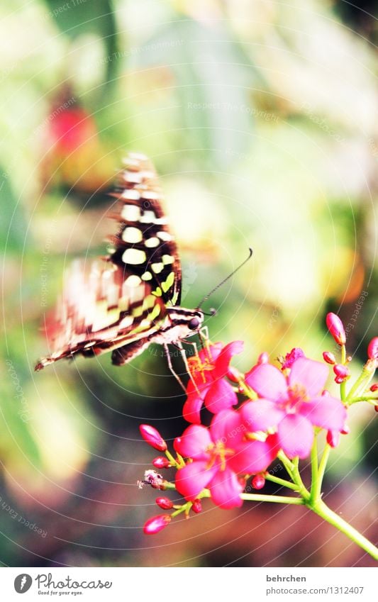 farbrausch Natur Pflanze Tier Frühling Sommer Schönes Wetter Blume Blatt Blüte Garten Park Wiese Wildtier Schmetterling Tiergesicht Flügel 1 fliegen Fressen