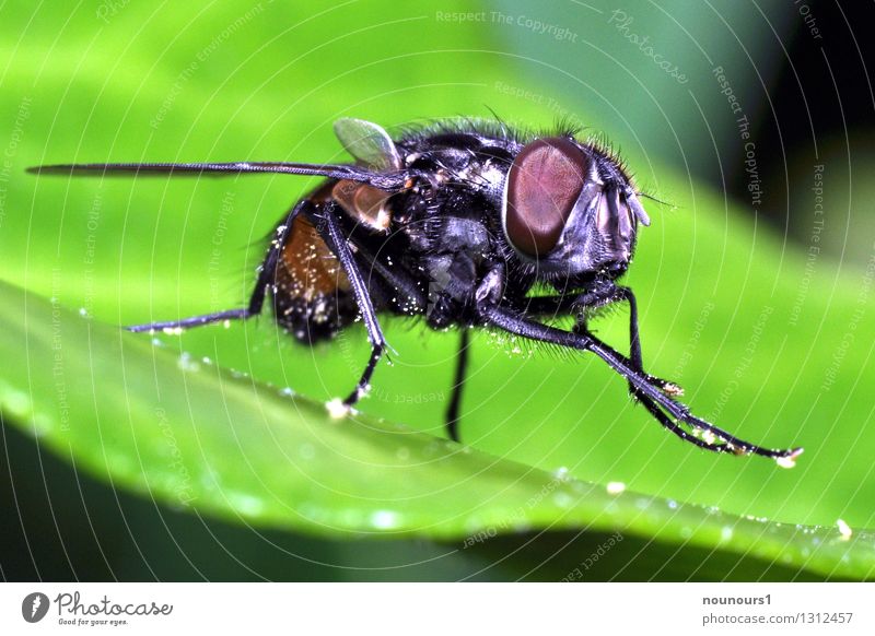 Stubenfliege Natur Tier Fliege Tiergesicht 1 Reinigen Farbfoto Nahaufnahme Makroaufnahme Tag Licht Schwache Tiefenschärfe Tierporträt Blick in die Kamera