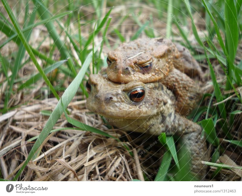 come together Tier Wildtier Frosch 2 Tierpaar Brunft Farbfoto Außenaufnahme Menschenleer Schwache Tiefenschärfe Froschperspektive Blick