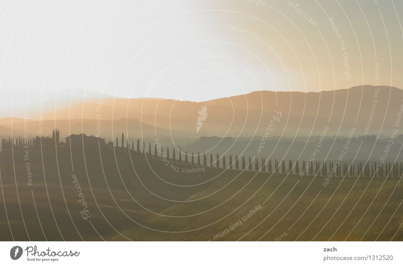 Tuschkasten Umwelt Landschaft Himmel Sonnenaufgang Sonnenuntergang Sommer Schönes Wetter Pflanze Baum Zypresse Wiese Feld Hügel Italien Toskana Haus