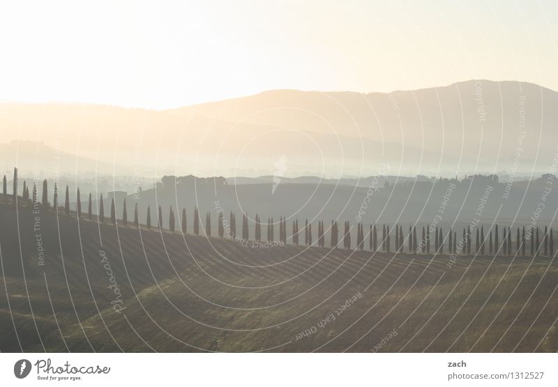 Aquarell Umwelt Landschaft Himmel Sonnenaufgang Sonnenuntergang Sommer Schönes Wetter Pflanze Baum Zypresse Wiese Feld Hügel Italien Toskana Haus Wege & Pfade