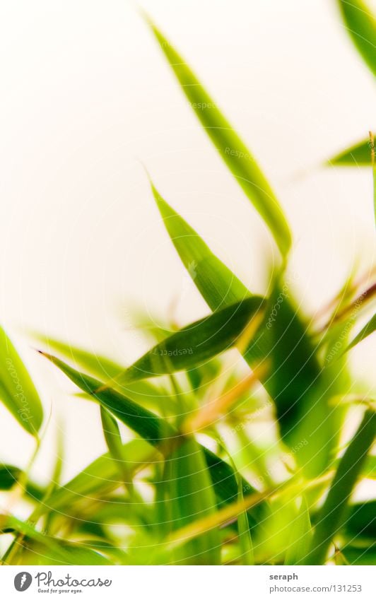 Bambus Bambusrohr Pflanze Gras Natur Wachstum grün Trieb Halm Glücksbambus Stauden Blütenstauden Samenpflanze Hintergrundbild natürlich Asien Botanik