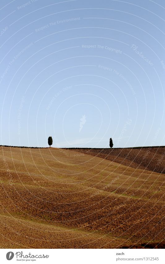 Duett Umwelt Natur Landschaft Erde Sand Himmel Wolken Sommer Schönes Wetter Dürre Baum Zypresse Feld Hügel Italien Toskana Wachstum blau gelb Einsamkeit einzeln