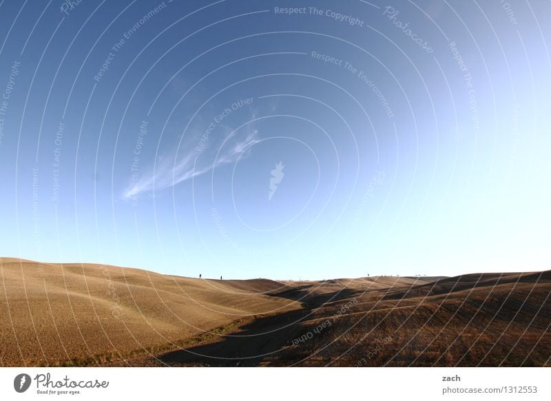 Das wird mal alles Dir gehören... Umwelt Landschaft Erde Sand Himmel Sommer Schönes Wetter Dürre Pflanze Baum Zypresse Feld Hügel Val d’Orcia Toskana Italien