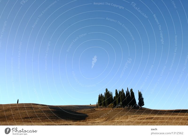 Versammlung Natur Landschaft Erde Sand Wolkenloser Himmel Sommer Schönes Wetter Dürre Pflanze Baum Zypresse Wäldchen Feld Wald Hügel Italien Toskana Wachstum