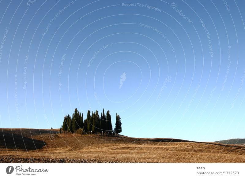 Versammlung Natur Landschaft Erde Sand Wolkenloser Himmel Sommer Schönes Wetter Dürre Pflanze Baum Zypresse Wäldchen Feld Wald Hügel Italien Toskana Wachstum