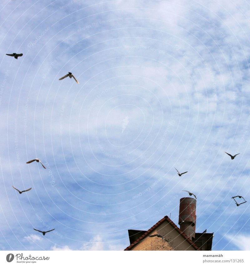 Taubenpanik 1 Vogel Wolken Haus Dach fliegen erschrecken gleiten Himmel blau Schornstein Spitze Sonne Außenaufnahme Farbfoto Tiergruppe Vogelschwarm