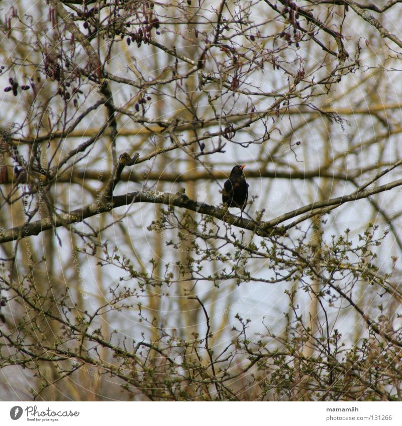 Frühlingsvogel 2 Vogel Amsel Schnabel Baum Blatt Gezwitscher orange sitzen Ast Blütenknospen Himmel Pfeifen bird