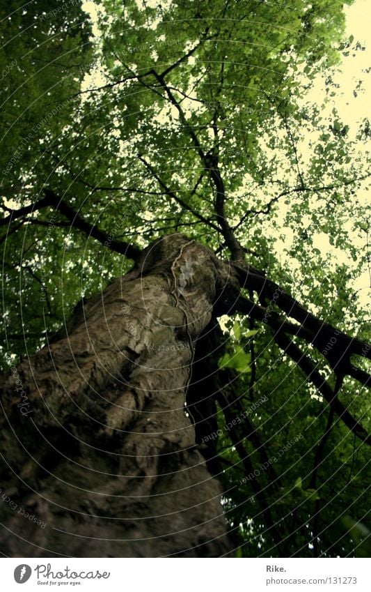 Lebensbaum. Sommer Umwelt Natur Landschaft Pflanze Erde Frühling Baum Blatt Ast Wald Holz alt Wachstum außergewöhnlich gigantisch natürlich wild grün Weisheit