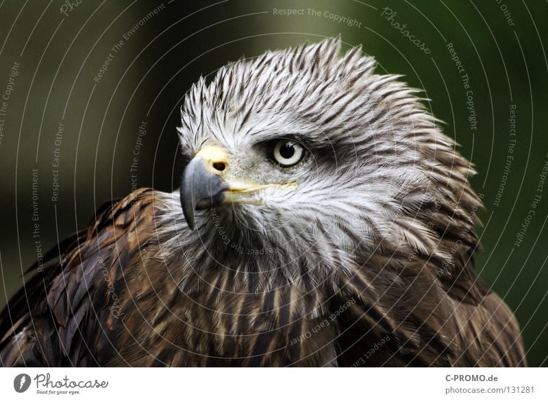 Entschlossen & mutig Adler Greifvogel Schnabel Blick Umweltschutz Wappentier Entschlossenheit Wahrzeichen nobel Konzentration schön Vogel bedrohte Tierart