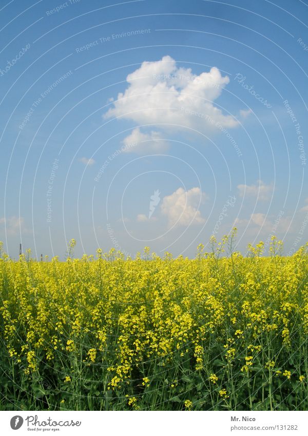 R A P S Raps Rapsfeld Landwirtschaft Rohstoffe & Kraftstoffe Rapsöl gelb grün Pflanze himmelblau himmlisch Wolken schlechtes Wetter traumhaft Feld klassisch