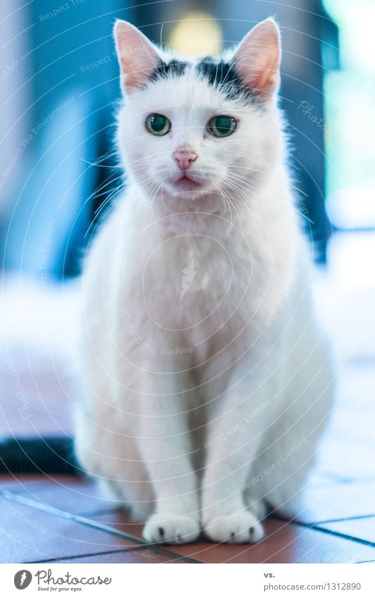 Tschuldigung. Ein Katzenbild. Haustier Tiergesicht Fell Krallen Pfote 1 alt füttern Liebe Häusliches Leben niedlich positiv Willensstärke loyal Sympathie