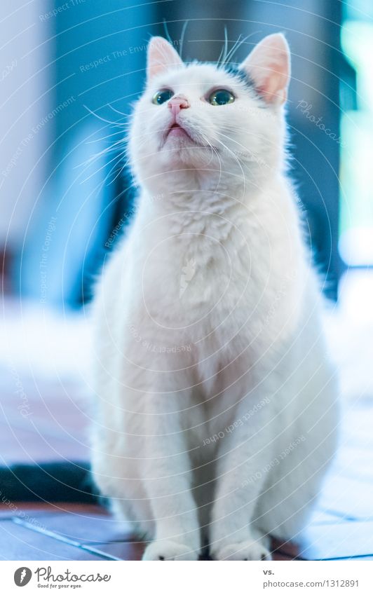 Ansitzjäger in Rente Tier Haustier Katze Tiergesicht 1 alt Fressen füttern weich blau weiß selbstbewußt Tierliebe achtsam Wachsamkeit Gelassenheit geduldig