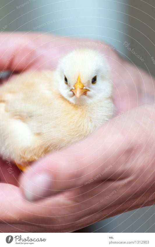 Rüdiger Haustier Nutztier Haushuhn Hahn Küken 1 Tier Tierjunges Fressen Wärme weich unbedarft Krallen Schnabel Hand gelb Hühnerei Frühstück Schutz Jugendliche