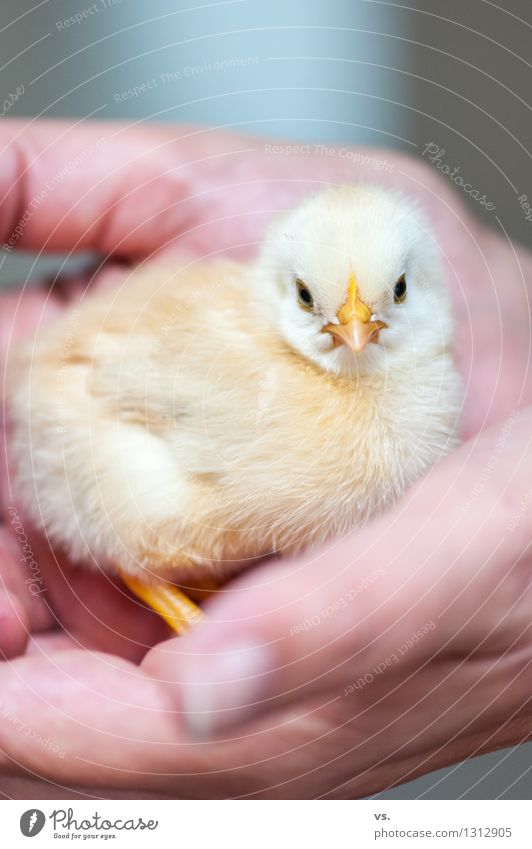 Tschiep Nutztier Tiergesicht Flügel Krallen Küken Haushuhn Hahn 1 Tierjunges berühren Fressen füttern stehen Wachstum frech gelb Warmherzigkeit Tierliebe