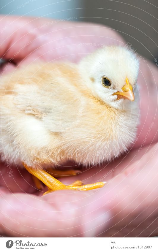 Flauschiges Frühstücksei Tier Nutztier Flügel Krallen Haushuhn Hahn Küken 1 Tierjunges Essen fliegen Fressen füttern Fröhlichkeit frisch Gesundheit Wärme weich