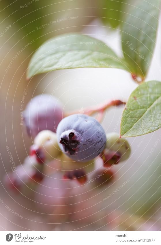 Heidelbeere Frucht Ernährung Essen Natur Pflanze Sträucher Garten Stimmung Blaubeeren Beeren gartenimpression strauchbeere Farbfoto Außenaufnahme Nahaufnahme