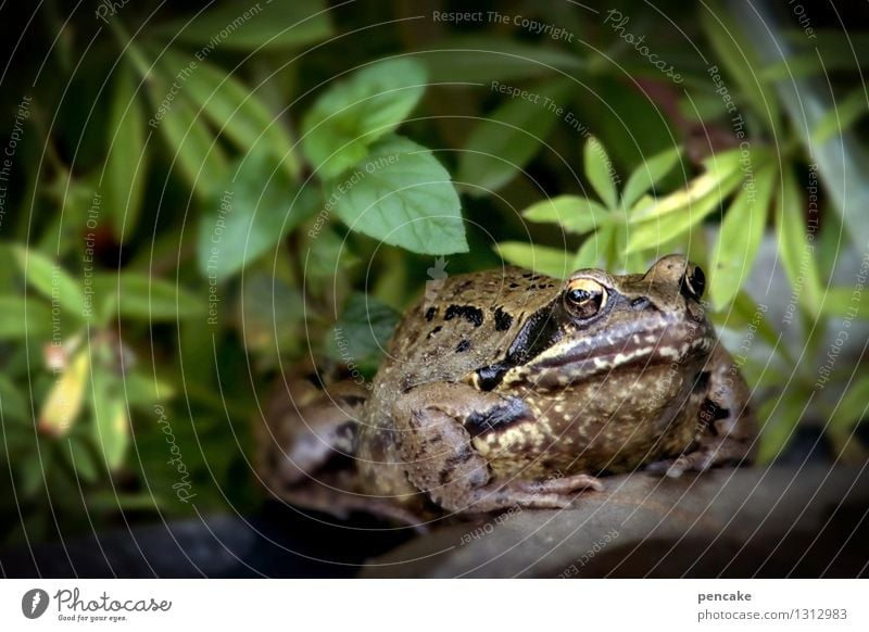 streng geheim | schweigen ist gold Natur Pflanze Urelemente Wasser Sommer Garten Teich Tier Frosch 1 Zeichen Kröte Märchen Verhext stumm Verschwiegenheit