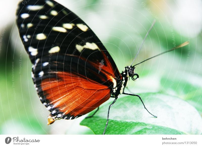 prachtkerl Natur Pflanze Tier Frühling Sommer Schönes Wetter Baum Sträucher Blatt Garten Park Wiese Wildtier Schmetterling Tiergesicht Flügel 1 beobachten