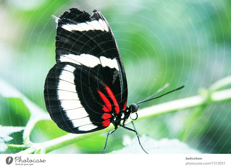 unperfekte schönheit Natur Pflanze Tier Baum Sträucher Blatt Garten Park Wiese Wildtier Schmetterling Tiergesicht Flügel 1 beobachten Erholung fliegen Fressen