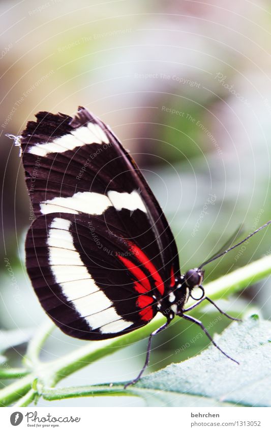 angeknabbert Natur Pflanze Tier Frühling Sommer Schönes Wetter Baum Sträucher Blatt Garten Park Wiese Wildtier Schmetterling Tiergesicht Flügel 1 beobachten