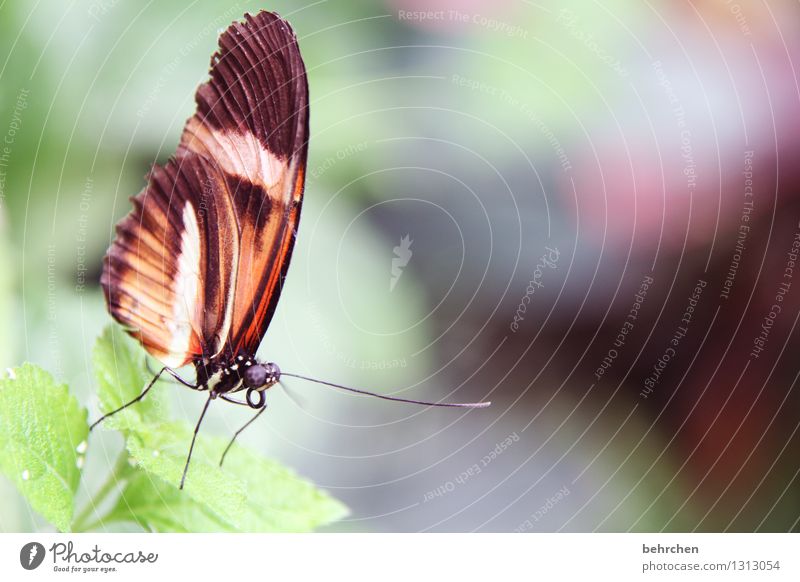 ...und hinab Natur Pflanze Tier Sommer Baum Sträucher Blatt Garten Park Wiese Wildtier Schmetterling Tiergesicht Flügel 1 beobachten Erholung fliegen Fressen