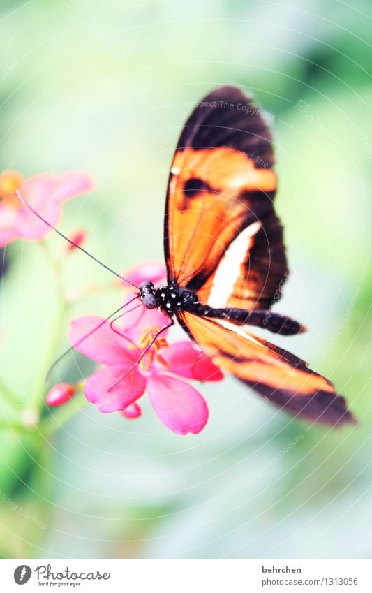 biegsam Natur Pflanze Tier Baum Blatt Blüte Garten Park Wiese Wildtier Schmetterling Tiergesicht Flügel Facettenauge 1 beobachten Blühend Duft Erholung