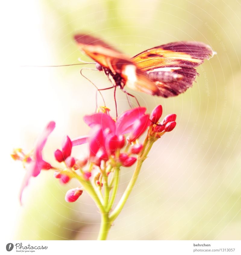 leichtigkeit Natur Pflanze Tier Blume Blatt Blüte Garten Park Wiese Wildtier Schmetterling Flügel Beine Rüssel Fühler 1 beobachten Blühend Duft fliegen Fressen