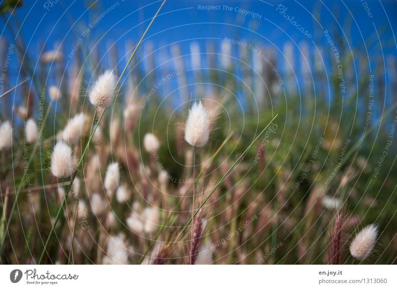 flauschig Natur Pflanze Himmel Wolkenloser Himmel Sonnenlicht Frühling Sommer Gras Garten Freundlichkeit Fröhlichkeit blau grün Lebensfreude nachhaltig