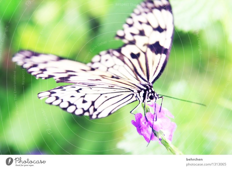 balanceakt Natur Pflanze Tier Sommer Blume Blatt Blüte Garten Park Wiese Wildtier Schmetterling Tiergesicht Flügel Weiße Baumnymphe 1 beobachten Blühend Duft