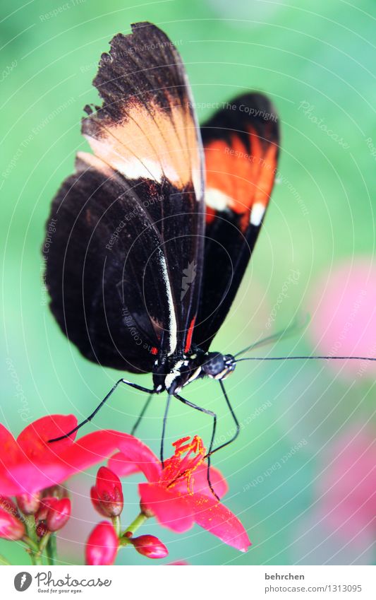 lecker schmecker blütenstaub Natur Pflanze Tier Frühling Sommer Blume Blatt Blüte Garten Park Wiese Wildtier Schmetterling Flügel 1 Blühend fliegen Fressen