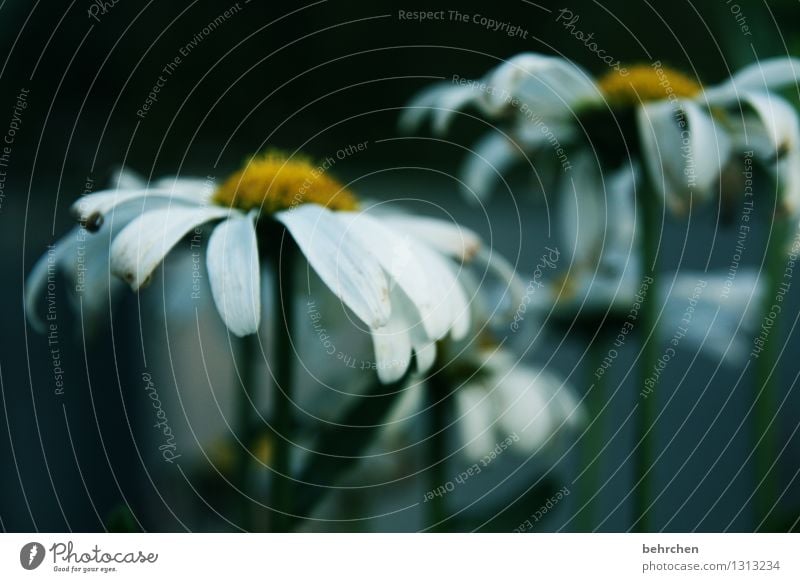 trauer Natur Pflanze Frühling Sommer Herbst Blume Blatt Blüte Margerite Garten Park Wiese Blühend verblüht Wachstum natürlich schön gelb schwarz weiß