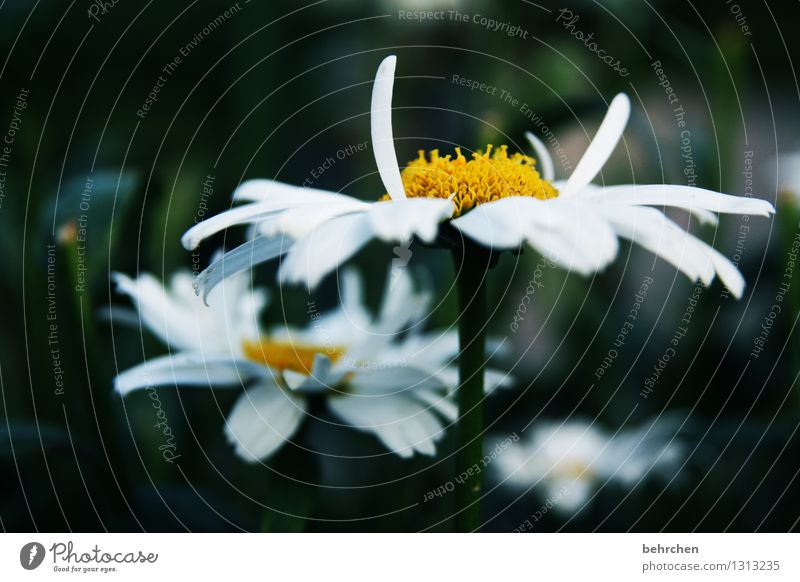 ständer Natur Pflanze Frühling Sommer Herbst Blume Blatt Blüte Margerite Garten Park Wiese Blühend Duft verblüht Wachstum schön gelb weiß Hoffnung Glaube