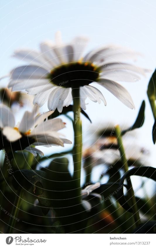 zwergenperspektive Natur Pflanze Himmel Sommer Herbst Schönes Wetter Blume Blatt Blüte Margerite Garten Park Wiese Blühend Duft verblüht Wachstum schön