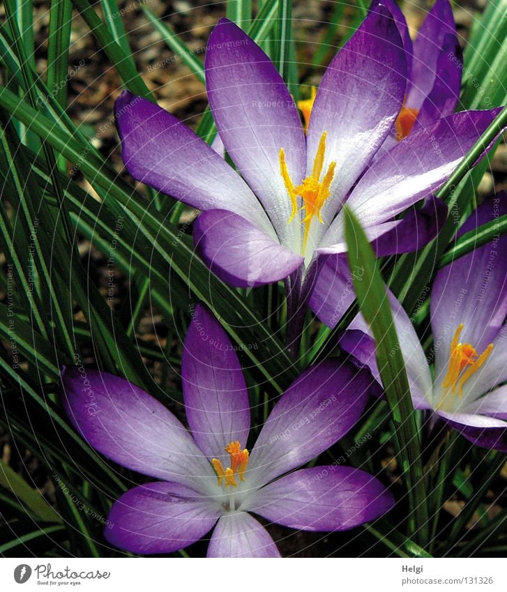 Nahaufnahme von lila Krokusblüten Frühling März April aufwachen Pflanze Blume Blüte Krokusse Blühend Blütenblatt Oval lang dünn schmal violett weiß gelb grün