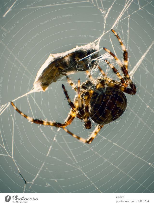 Lunchpaket Ernährung Tier Spinne Wespen Spinnennetz Netz Nähgarn Kokon Essen fangen festhalten Fressen hängen Jagd Selbstbeherrschung Genauigkeit Zufriedenheit