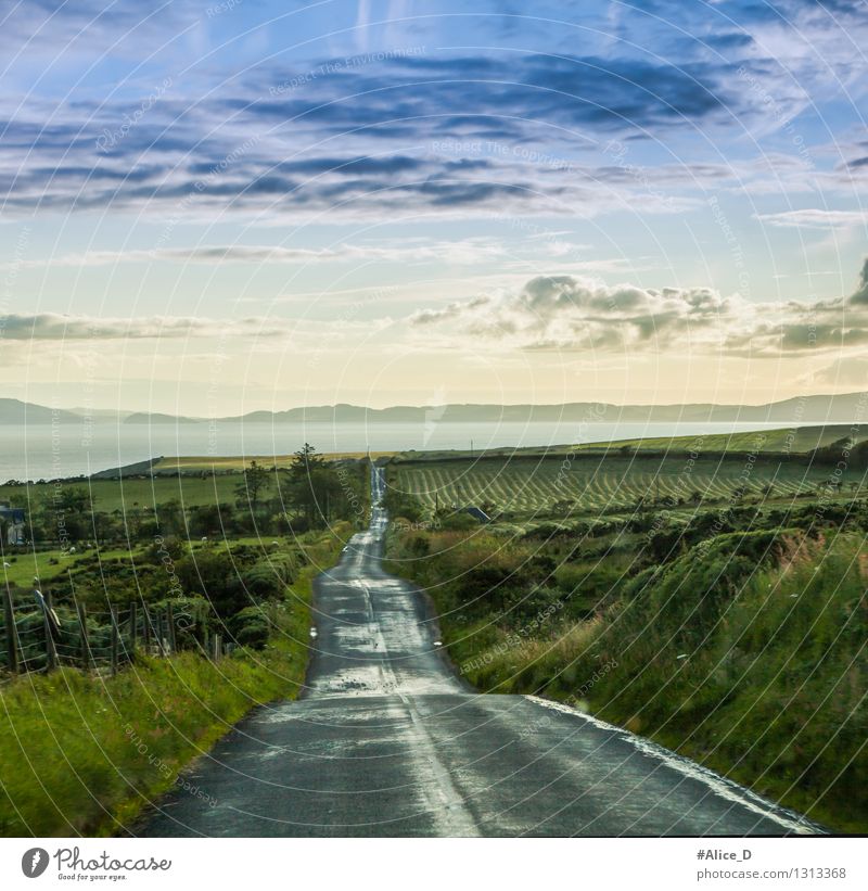 Es ist ein langer Weg Umwelt Natur Landschaft Himmel Wolken Klima Wetter Regen Gras Sträucher Wildpflanze Wiese Feld Hügel Küste Schottland Highlands Europa