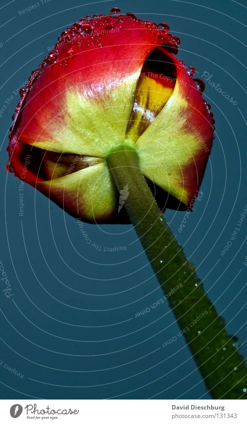 Tulpe nicht aus Holland II Niederlande Blume Pflanze Lebewesen Blüte Stengel rot Wassertropfen Tau Wiese Blumenwiese Regen Hintergrundbild Frühling Sommer