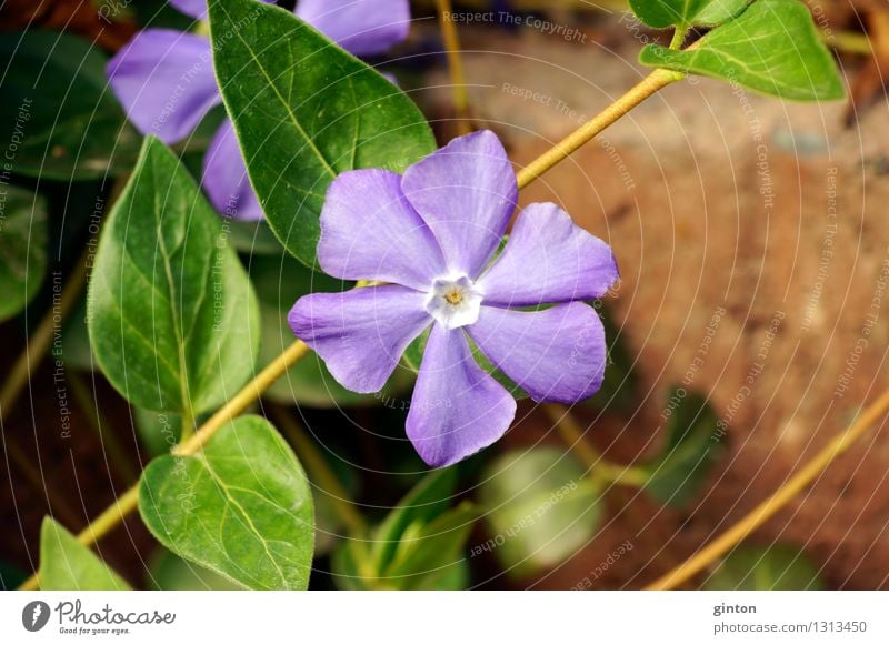 Kleines Immergrün Natur Pflanze Blume Sträucher Blatt Blüte krabbeln dünn violett Vinca minor lila Blüte Halbstrauch Boden Erde Kriechpflanze blühen zart