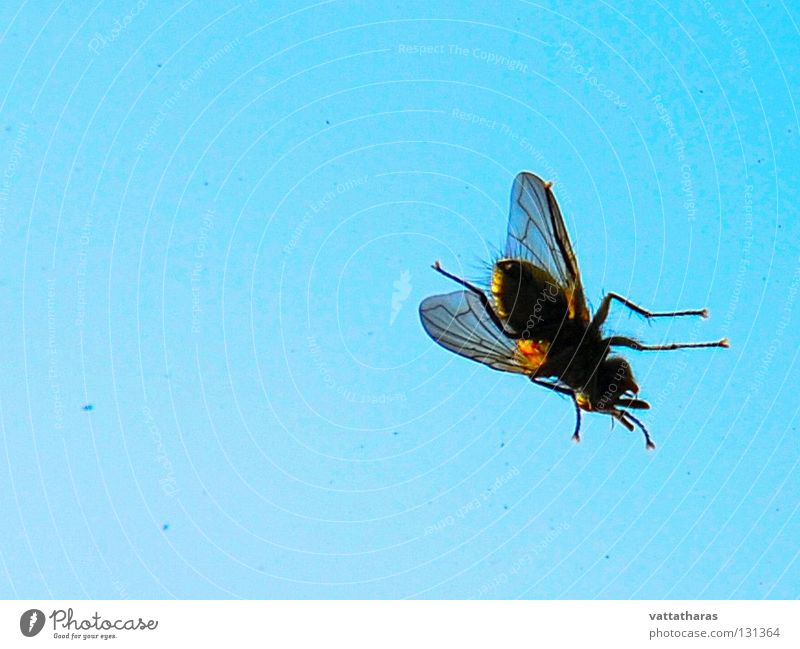 a fly on my window... Himmel Makroaufnahme Nahaufnahme Friday Morning Fly Window Blue sky Detailaufnahme