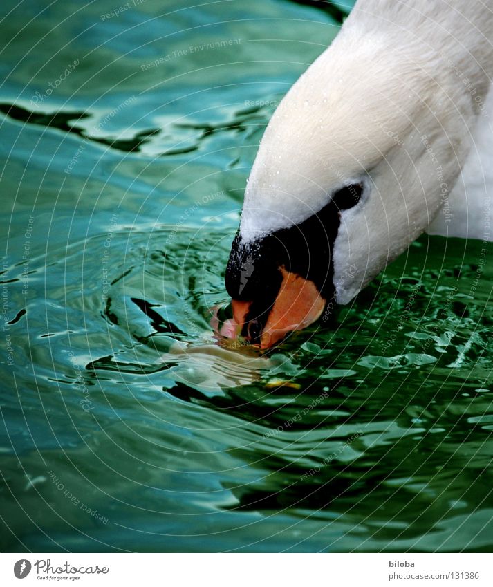 Mal die Nase reinstecken Schwan weiß Schnabel schwarz tief grün nass Reflexion & Spiegelung tauchen See Vogel Tier Wellen Schwanensee orange Feder Blick Wasser