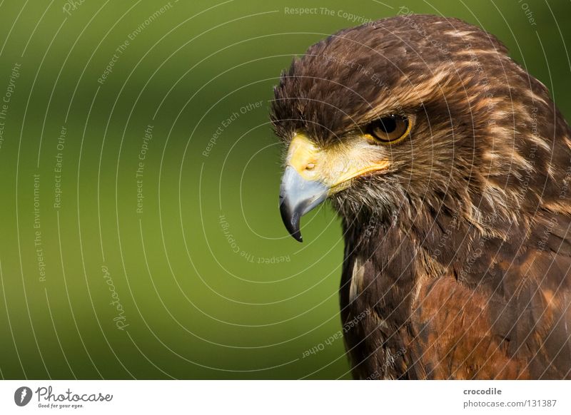 Stärke Adler bewegungslos Schnabel Greifvogel braun Haken töten Tier schön gefiedert gefangen Vogel Feder Blick Jagd fliegen Freiheit falknerei Auge