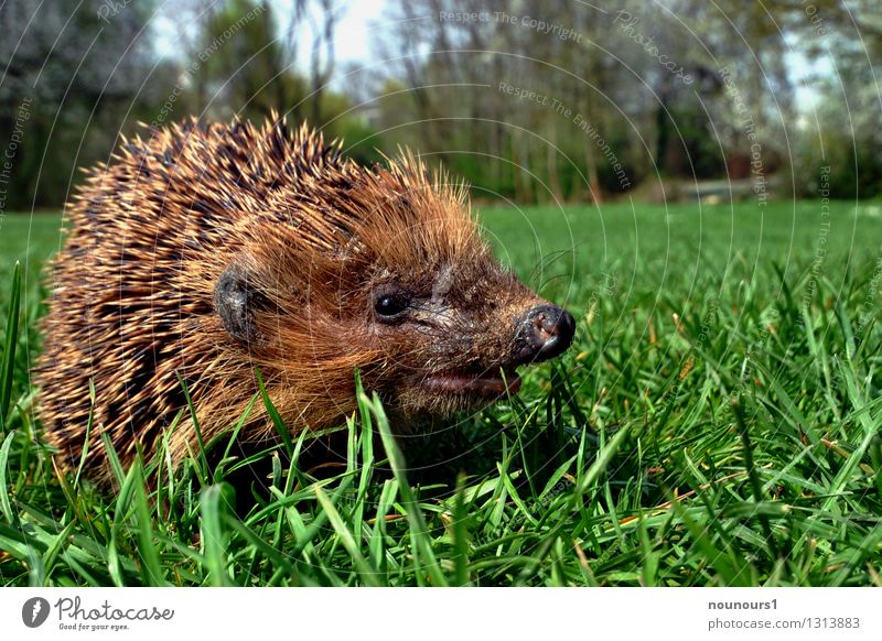 Frühlingserwachen Natur Landschaft Tier Wildtier Igel Säugetier Lebewesen stachelig 1 Bewegung entdecken laufen "tier tierwelt stacheltier igelchen frühling