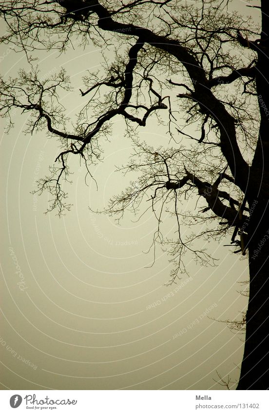 Mein Freund, der Baum Geäst verzweigt Silhouette trüb grau trist unheimlich mystisch dunkel gruselig Rahmen fein dünn dick Eiche Waldrand Himmel Ast Zweig