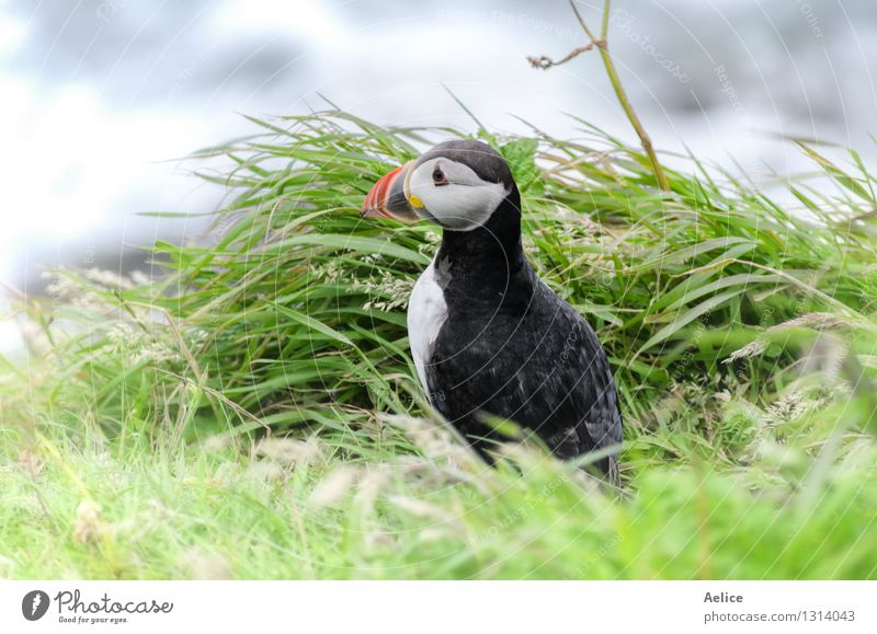 Papageientaucher (Fratercula arctica) Leben Natur Tier Küste Nordsee Meer Wildtier Vogel Papageitaucher 1 klein lustig maritim niedlich schwarz Küstenstreifen