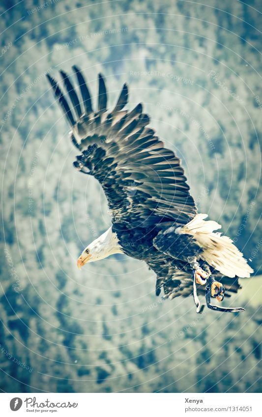 Seeadler Tier Vogel Flügel 1 fliegen Aggression gelb grün schwarz weiß Kraft fliegend Feder frei Geschwindigkeit Gedeckte Farben Außenaufnahme Menschenleer Tag